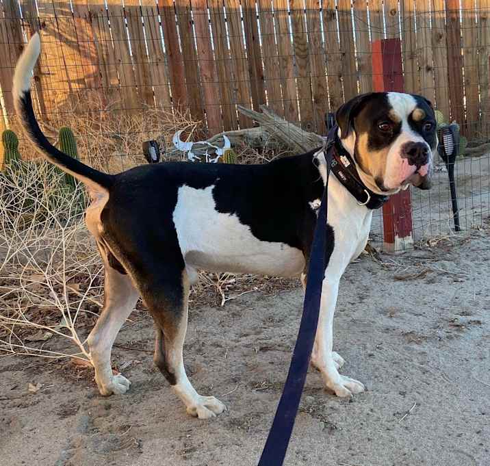 Photo of Cowboy