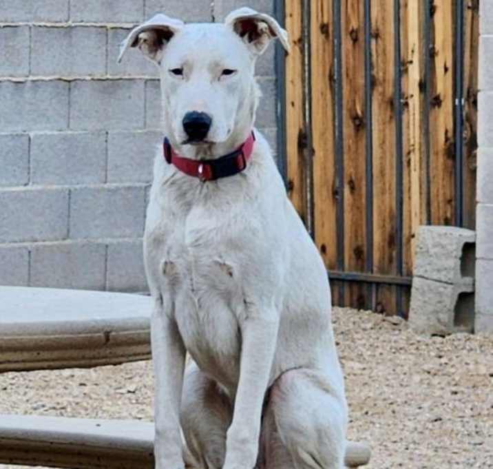 Photo of Goose