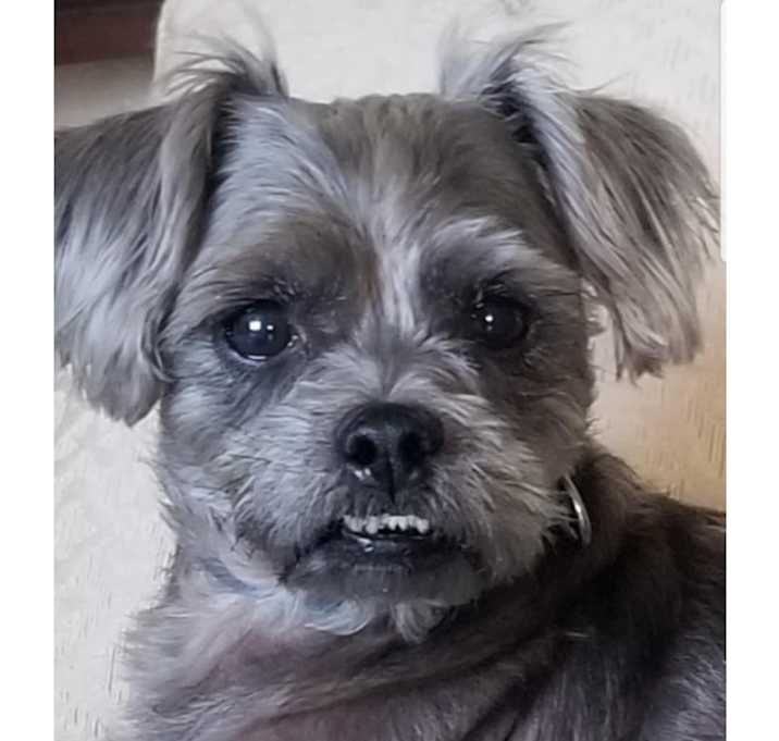 Photo of jacko
