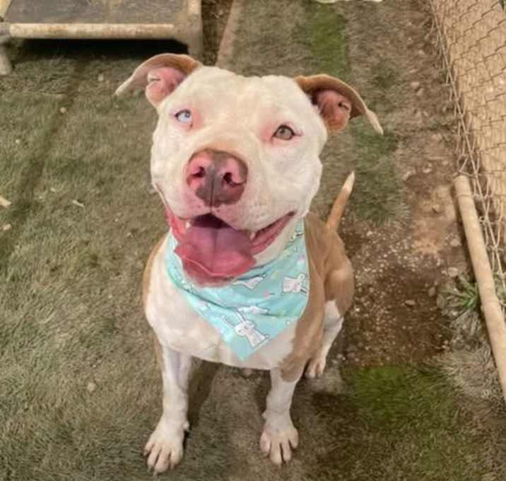 Photo of Millie - Foster or Adopt Me!