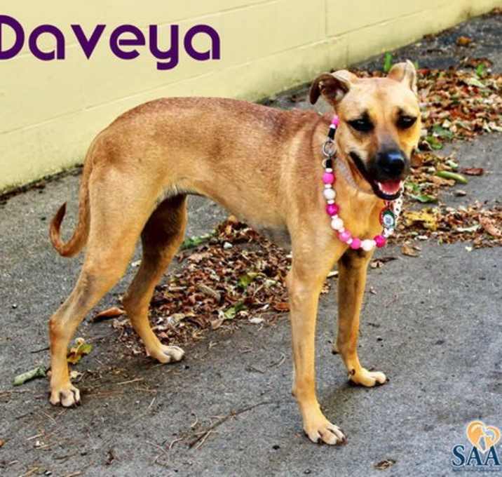 Photo of Daveya