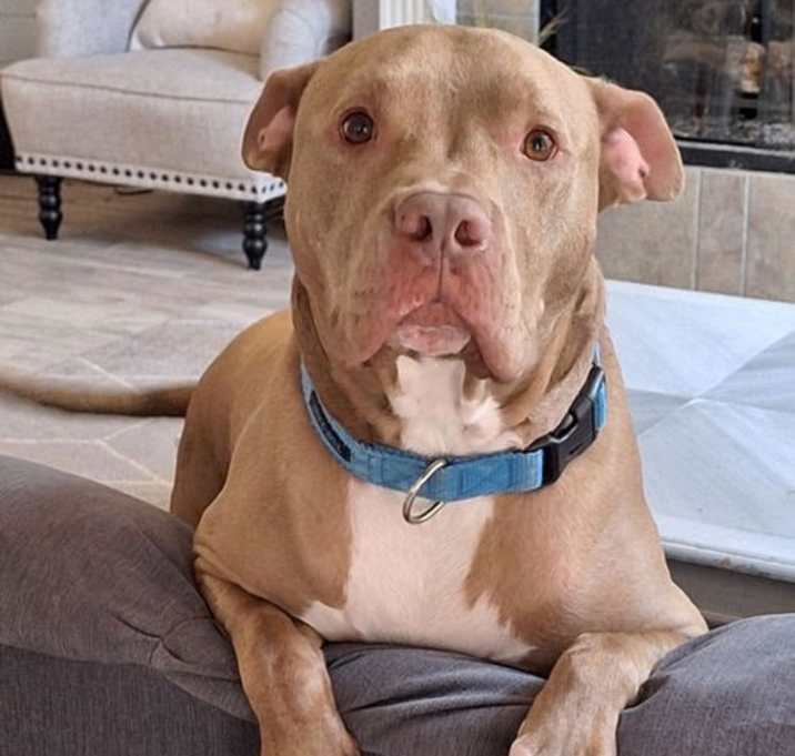 Photo of Chester
