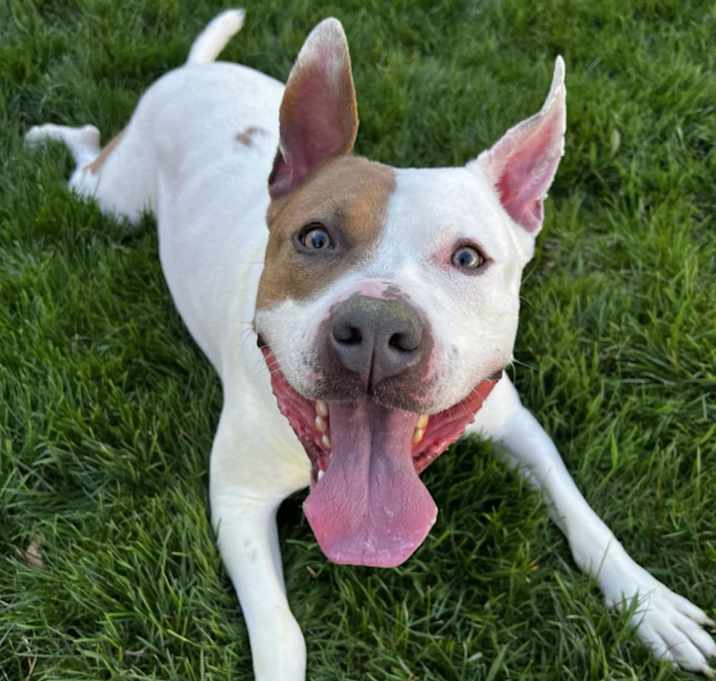 Photo of Udon - Adoption Pending!