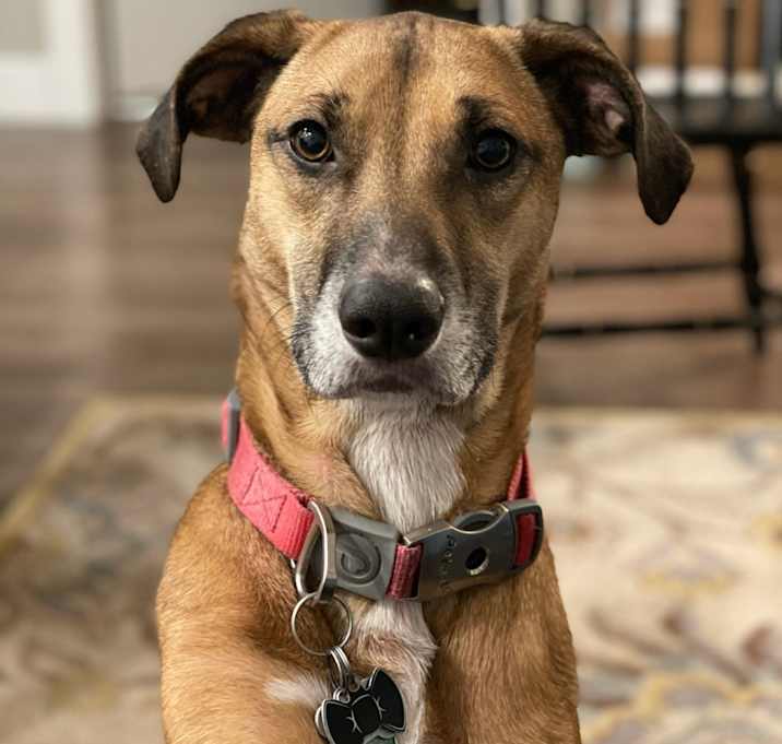 Photo of Penny