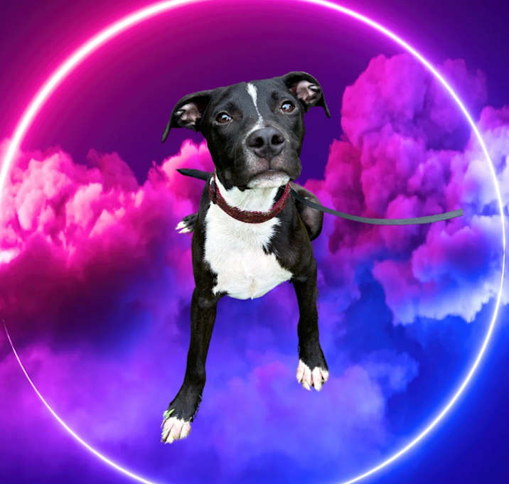 Photo of Scout
