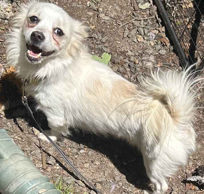 Photo of Merlin