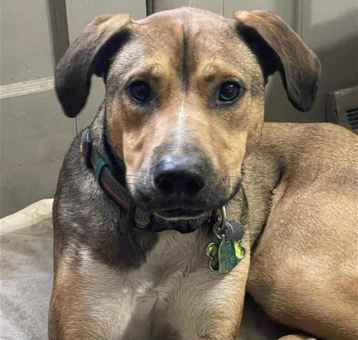 Photo of Lenny (TX)