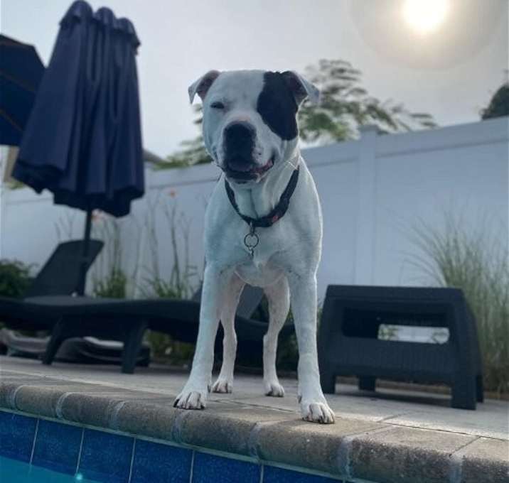 Photo of Beau (SC)