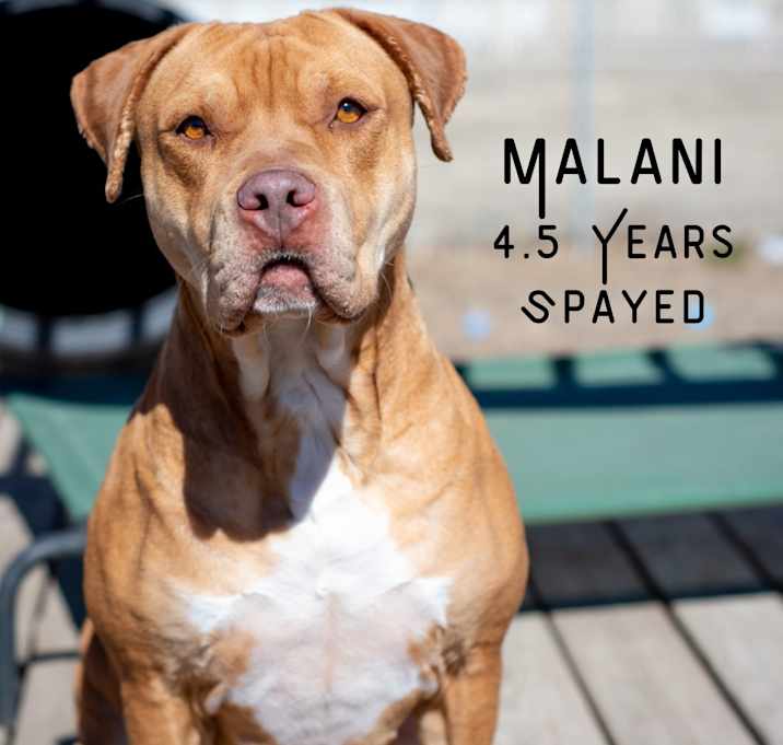 Photo of Malani
