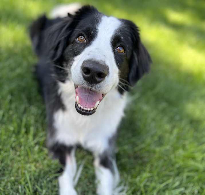 Photo of Hank