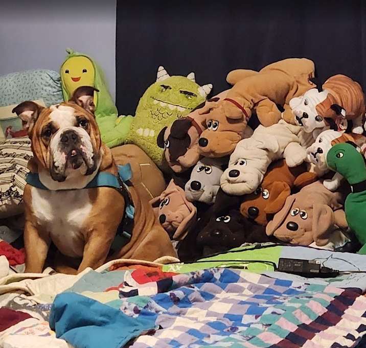 Photo of Finnegan (Finn)