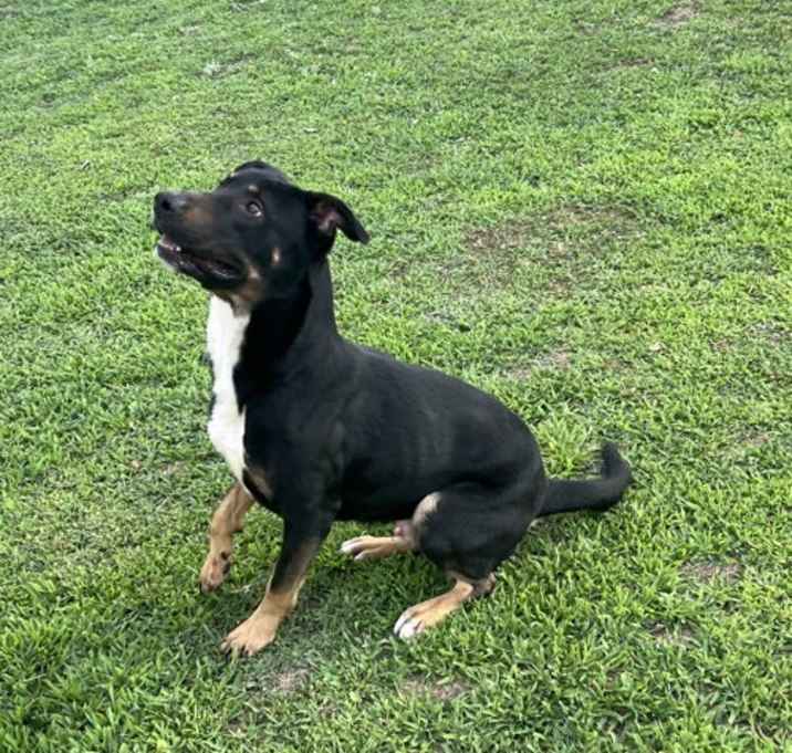 Photo of DIESEL (COURTESY POST)