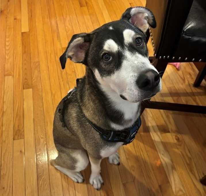 Photo of Atticus