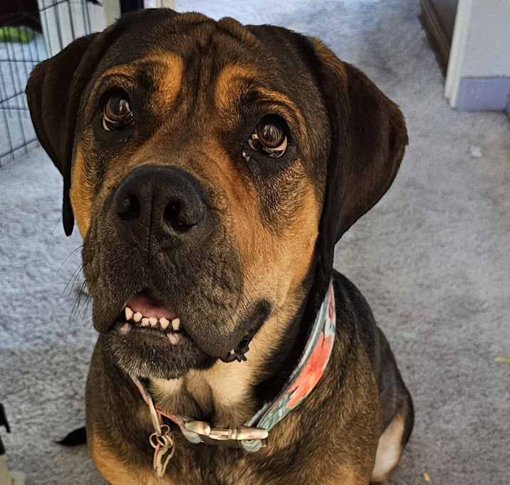 Photo of Rosie