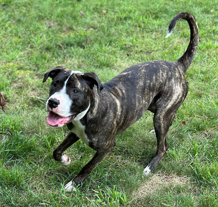 Photo of Phoebe (in foster)