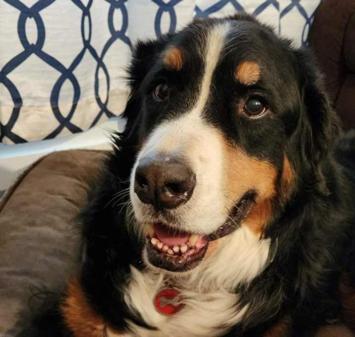Photo of Bruno