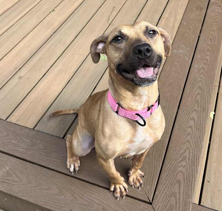 Photo of Nugget