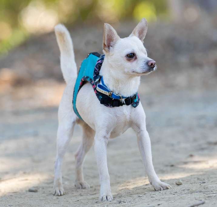 Photo of Pirate