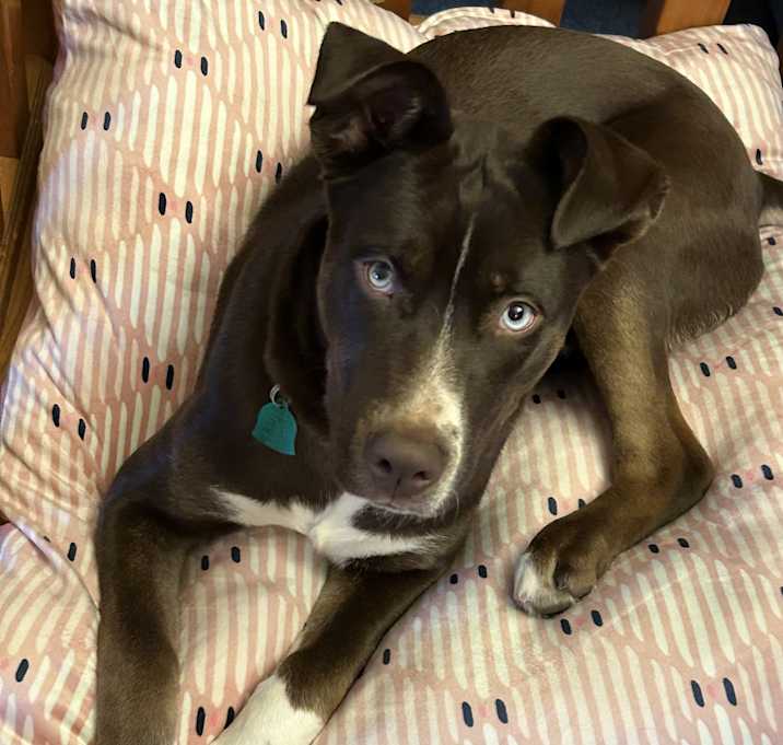 Photo of Lola