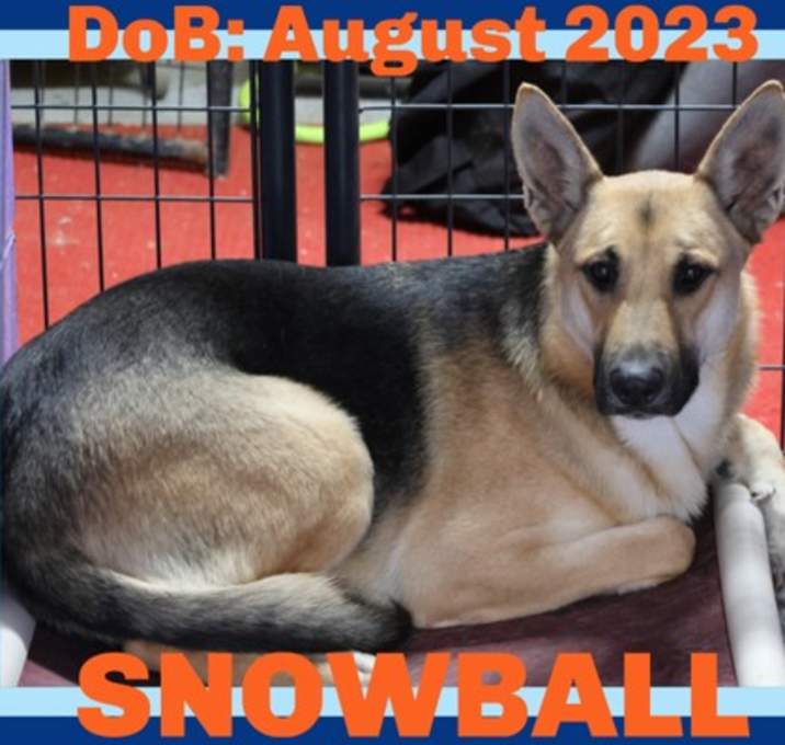 Photo of SNOWBALL - $300