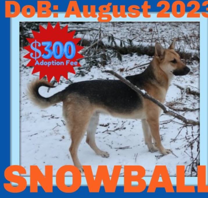 Photo of SNOWBALL - $300