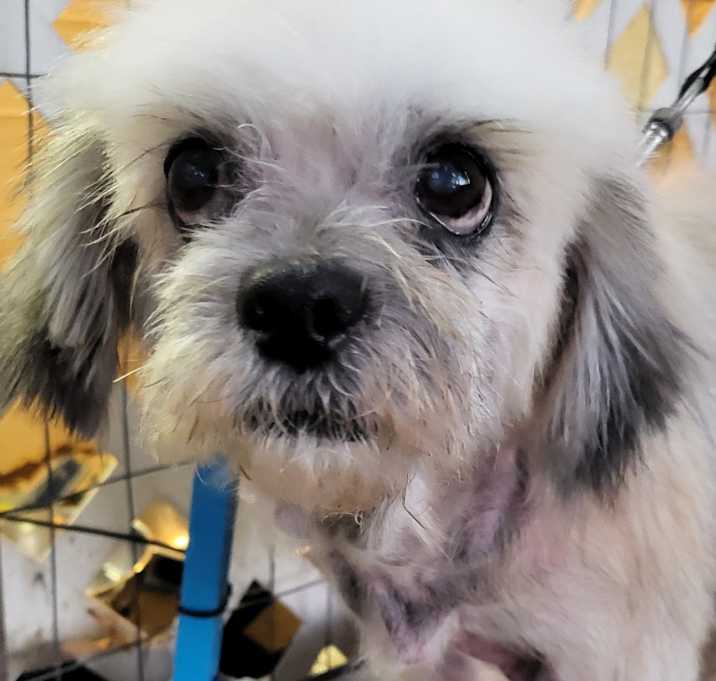Photo of DAISY