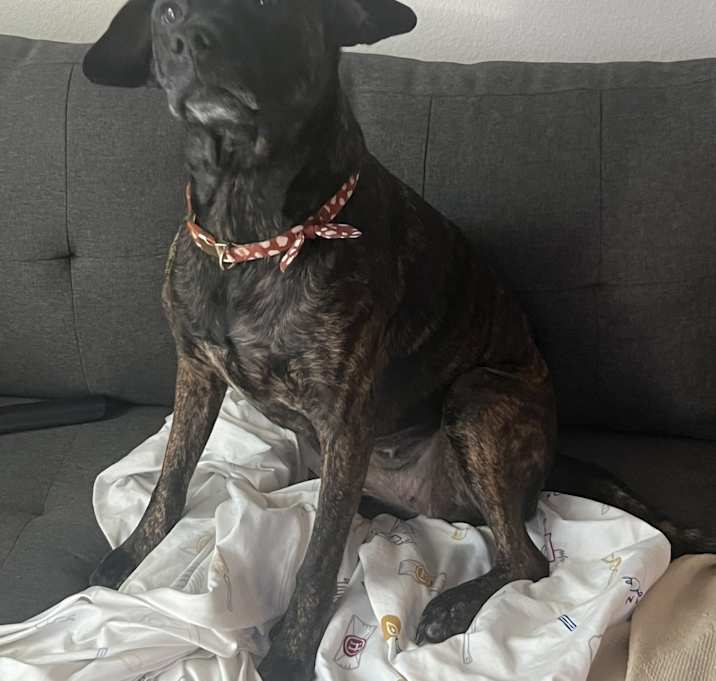 Photo of Roxy
