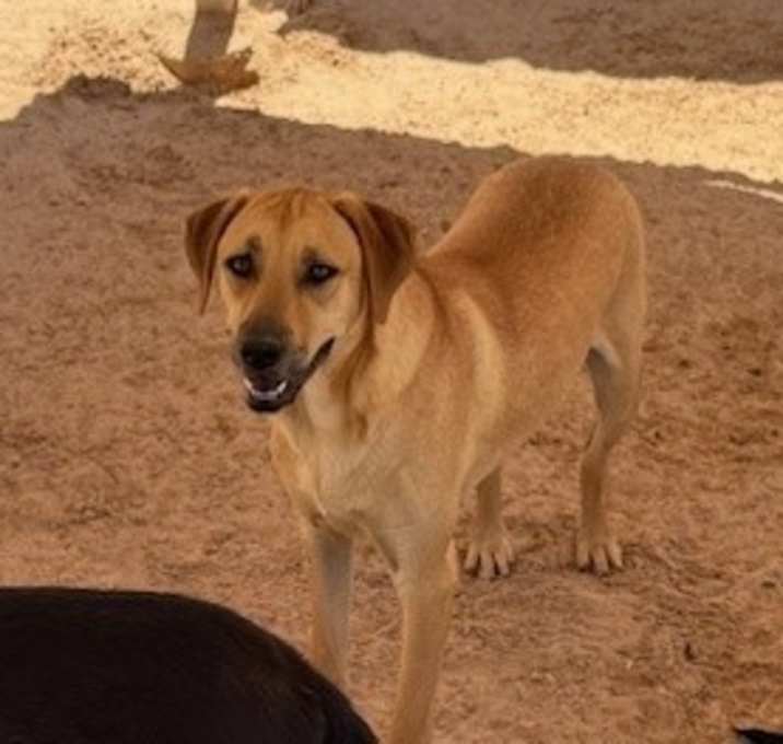 Photo of Ramses