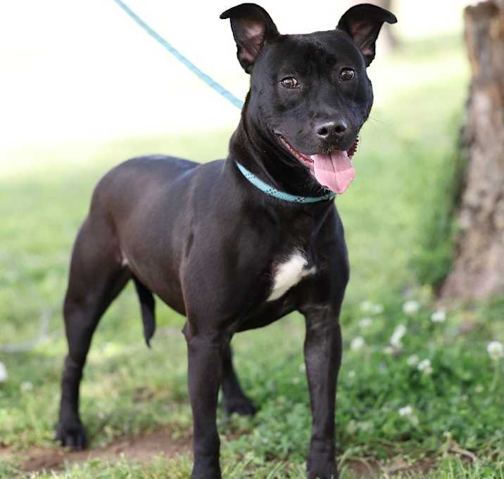 Photo of Willow