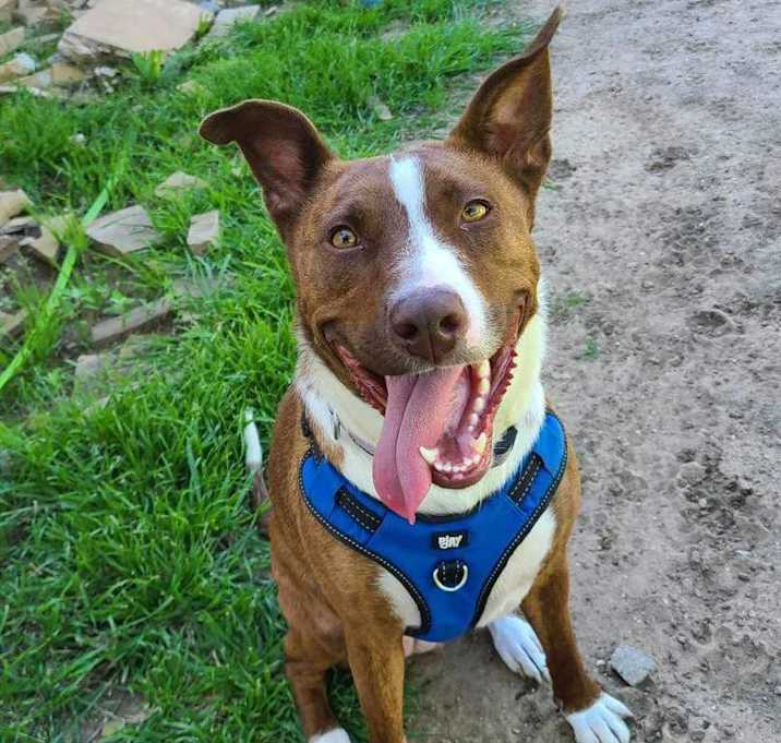 Photo of Maizey