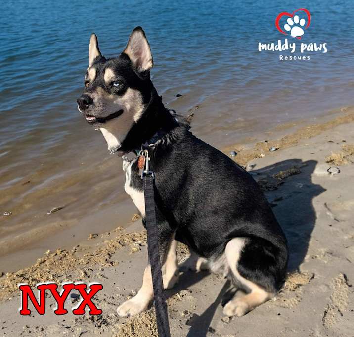 Photo of Nyx (Courtesy Post)