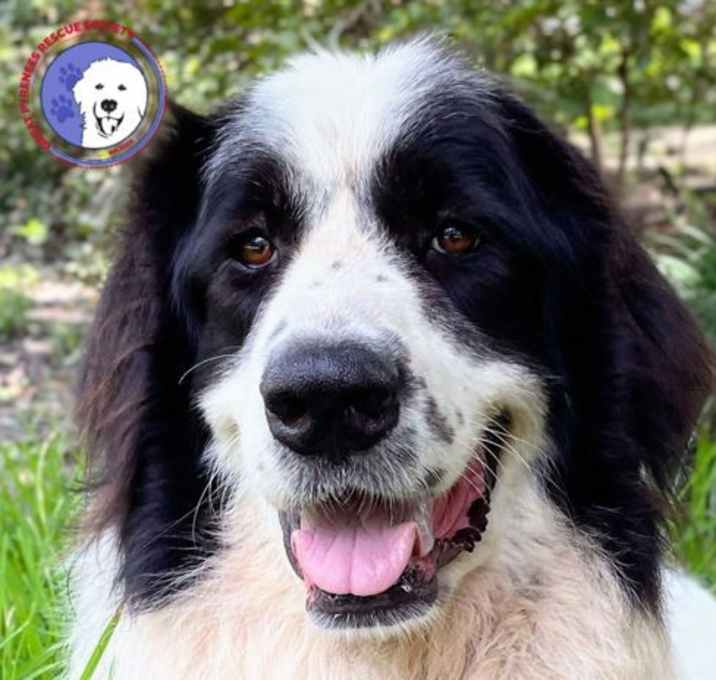 Photo of Brock
