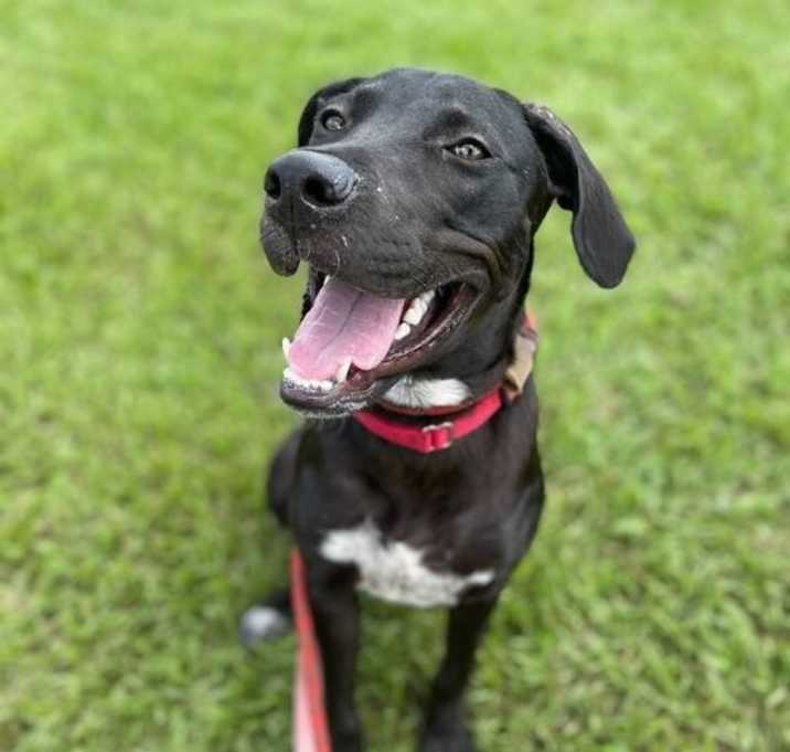 Photo of Rye (In Foster)