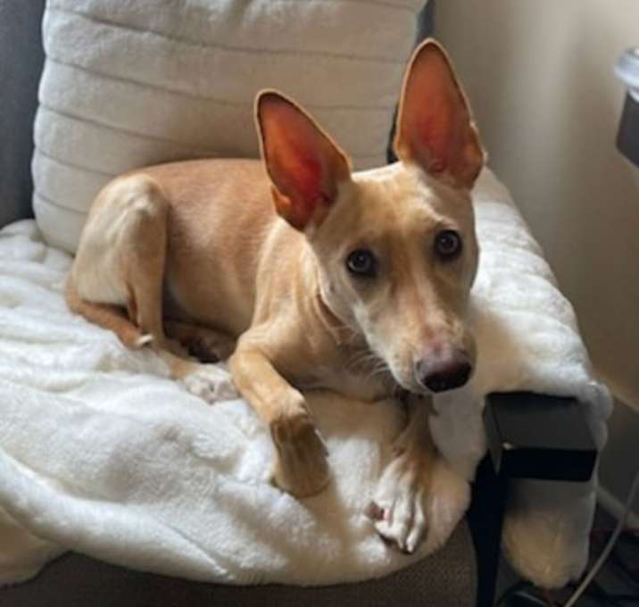 Photo of Noel (aka Bailey)