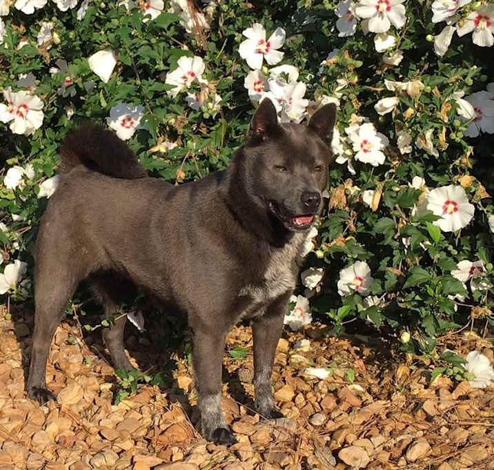 Photo of VIOLET