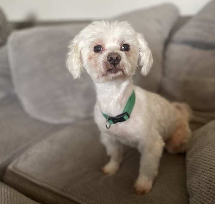 Photo of Louie