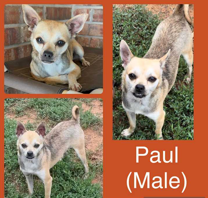 Photo of Pawl