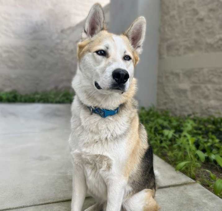 Photo of Bandit