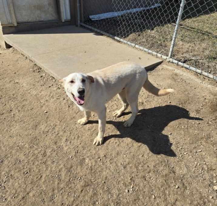 Photo of Odie