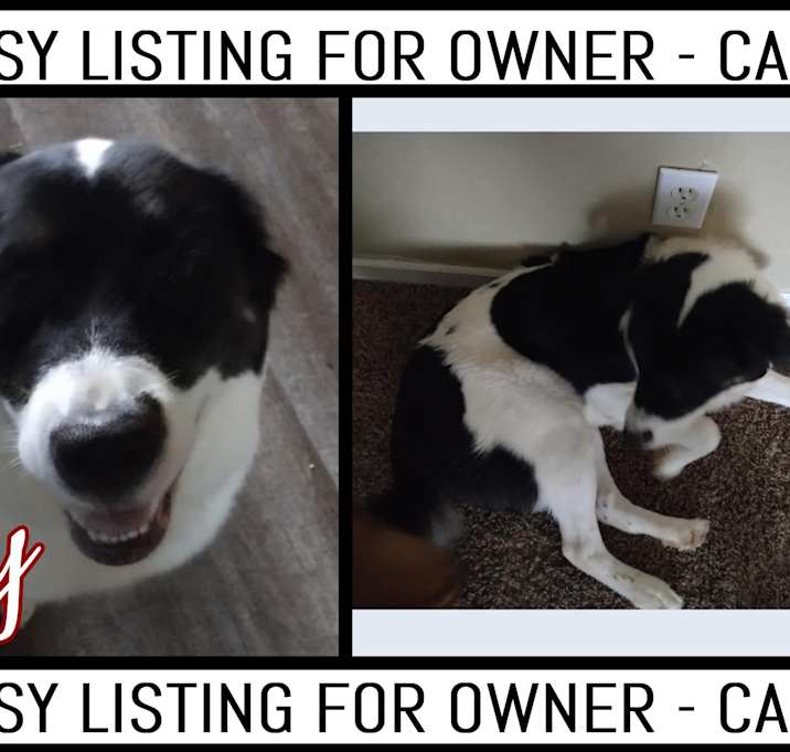 Photo of Luffy-COURTESY LISTING