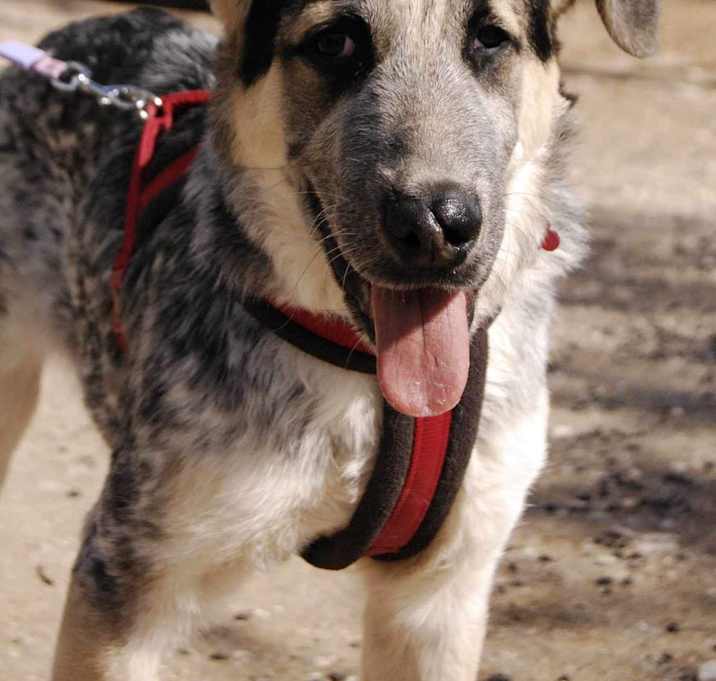 Photo of Silver