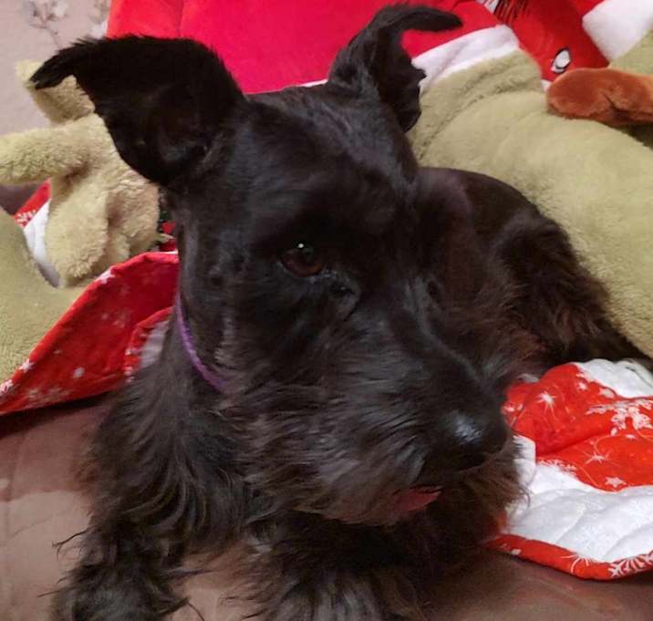 Photo of Willow