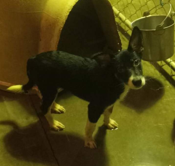 Photo of Deuce