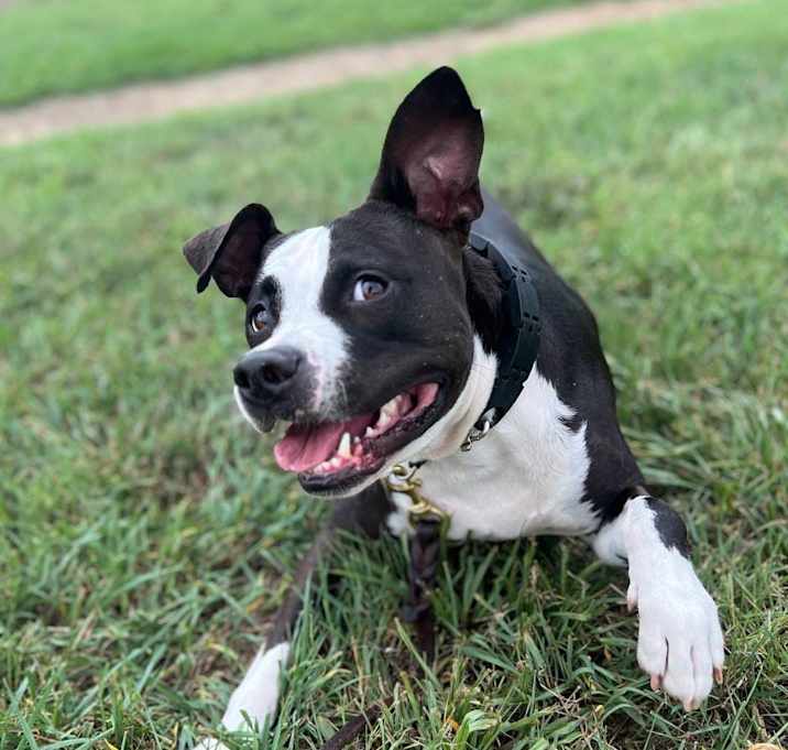 Photo of Bodhi