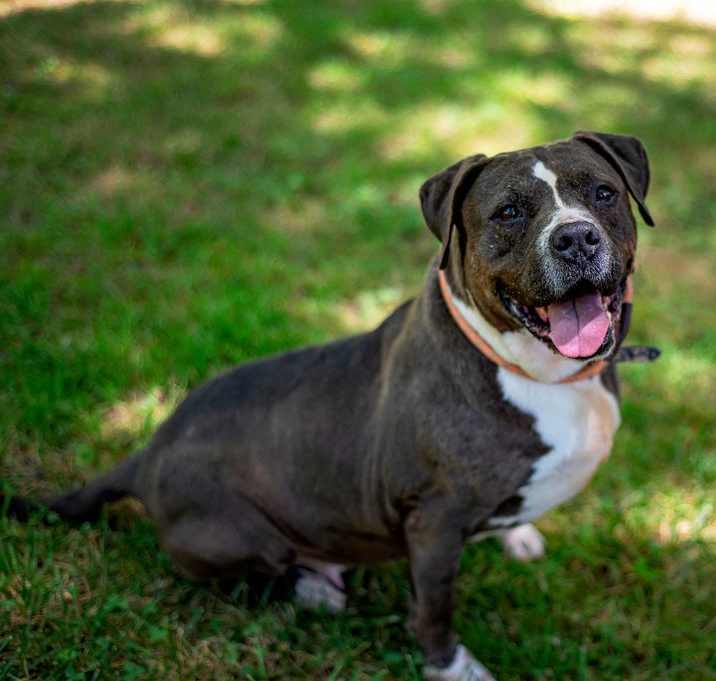 Photo of Willow