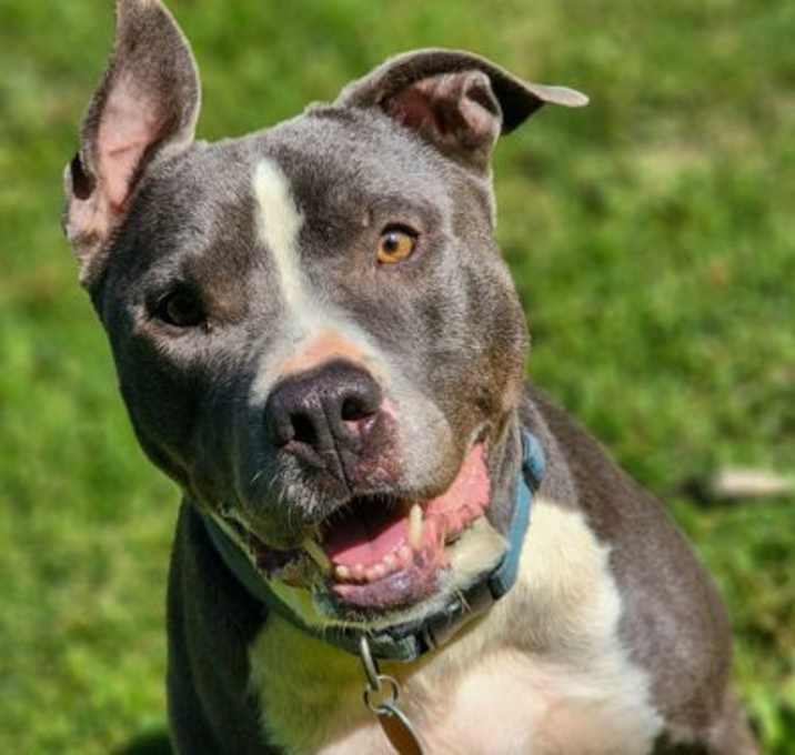 Photo of Bruno