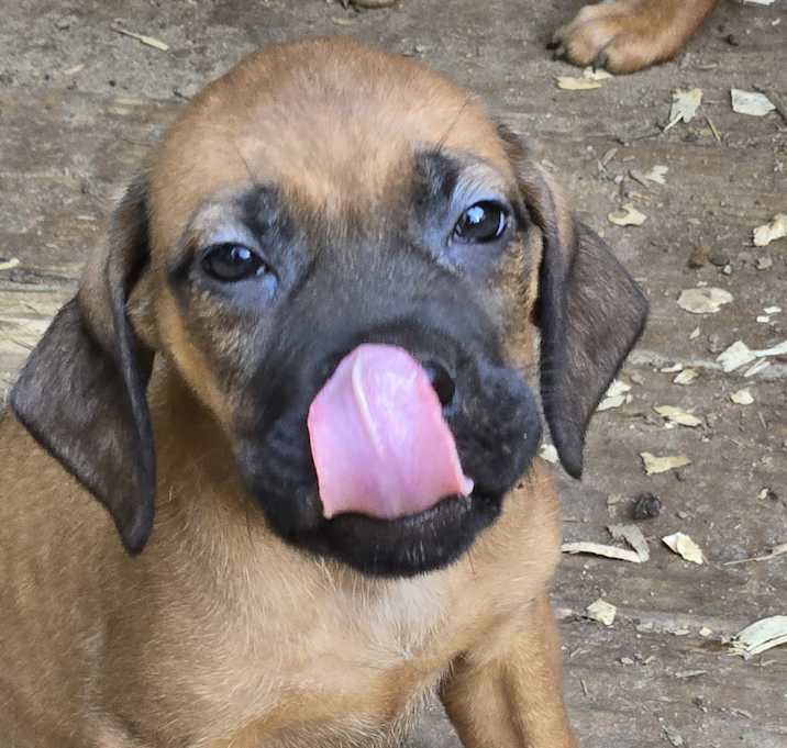 Photo of Mastif Puppies 12 ea