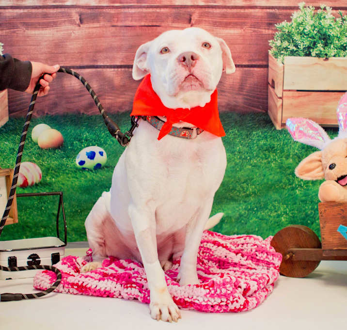 Photo of Otis