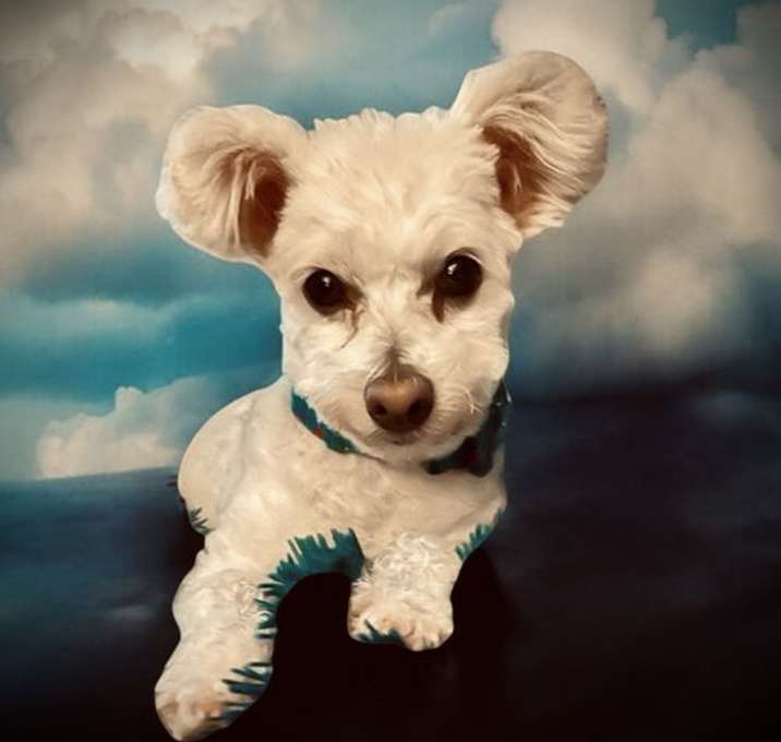 Photo of Ducky