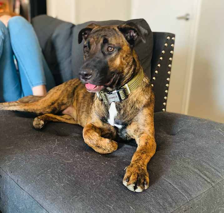Photo of Koda